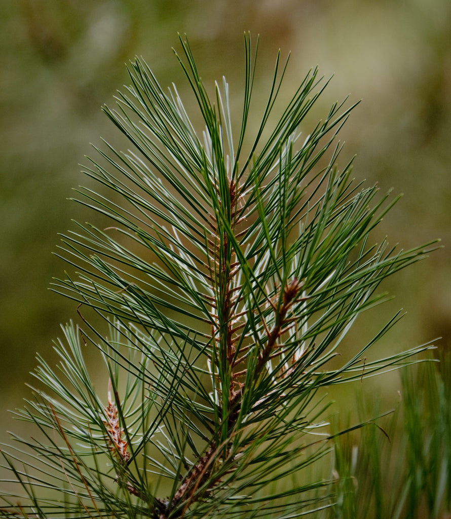 Wild Pine Natural Cleaning Spray