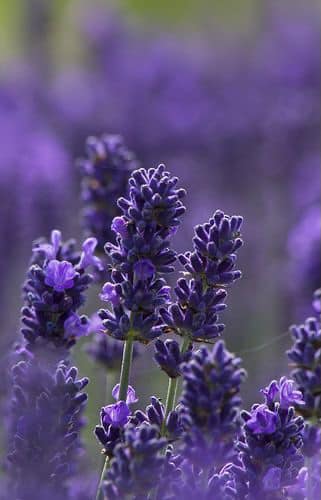 33 Ways to Add a Touch of Lavender to Your Day!
